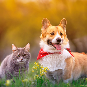 豐隆寵物保險\Hong Leong Pet Insurance