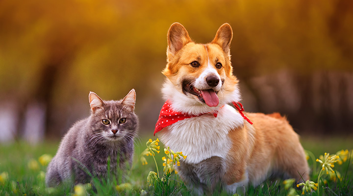 Hong Leong Pet Insurance